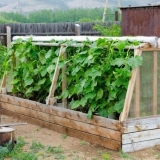 Nakon kojih useva se mogu saditi krastavci